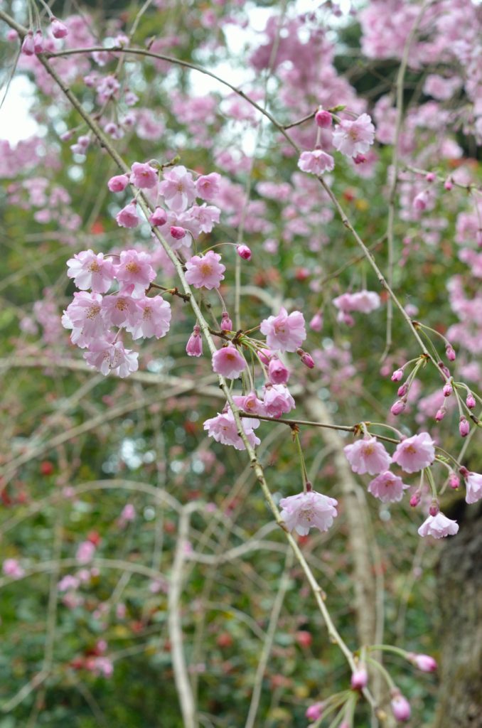 本堂裏のしだれ桜