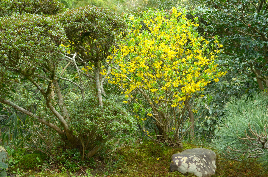 大方丈奥の庭のレンギョウの黄色い花
