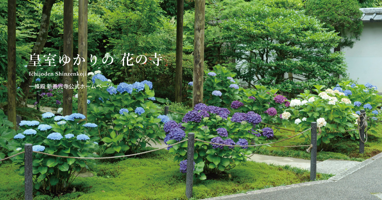 一條殿 新善光寺公式ホームページ 皇室ゆかりの花の寺　Ichijoden Shinzenkoji
