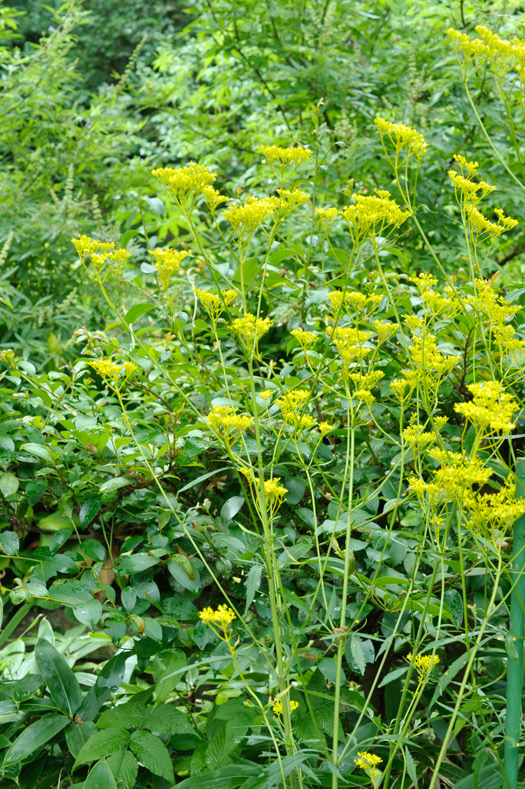 表庭の裏のコーナーでは、秋の七草の黄色いオミナエシの花が咲いています。