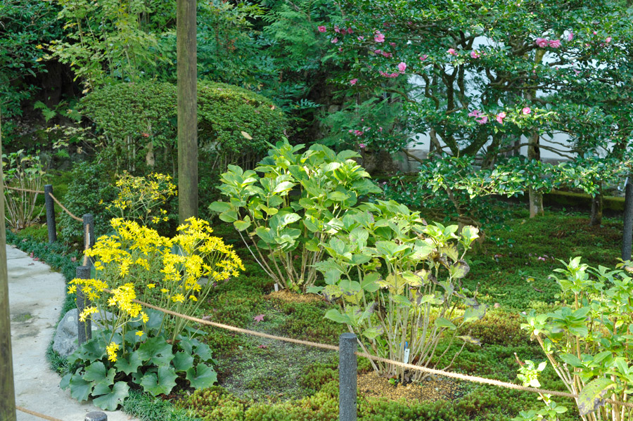 前庭のツワブキとサザンカの花