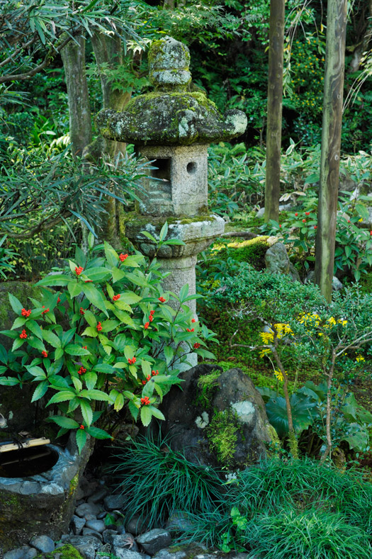 灯篭の横で赤い実をつけたセンリョウ