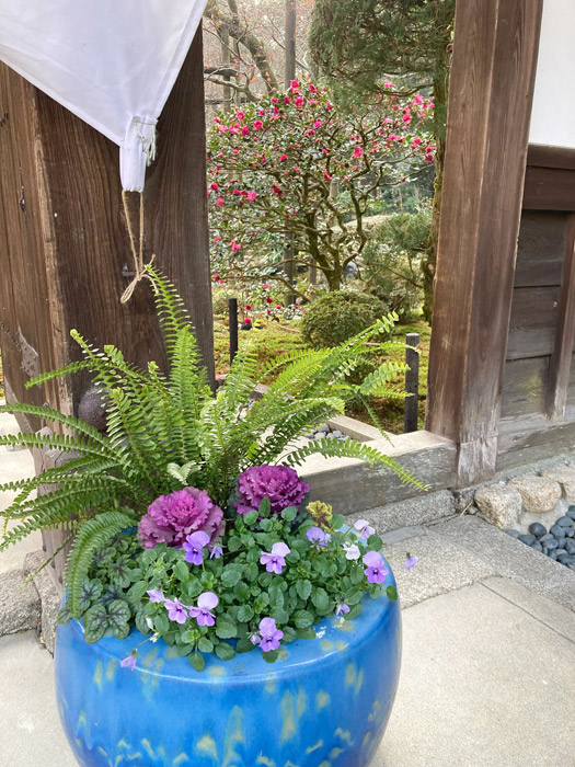 表門横の青い火鉢の寄せ植え