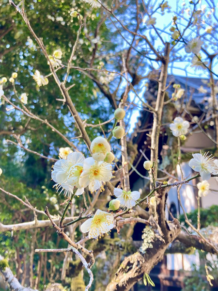 本堂の横の白梅