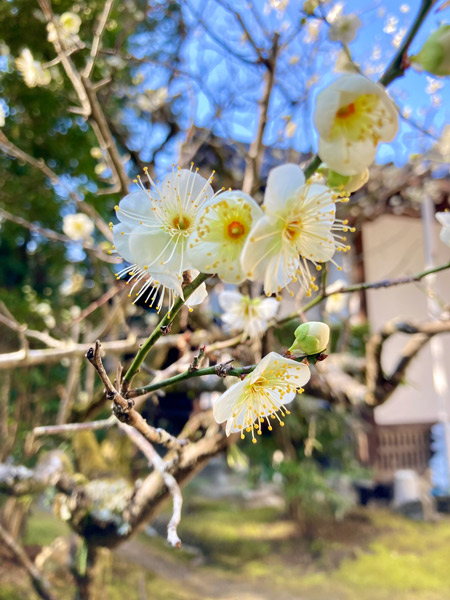 本堂の横の白梅