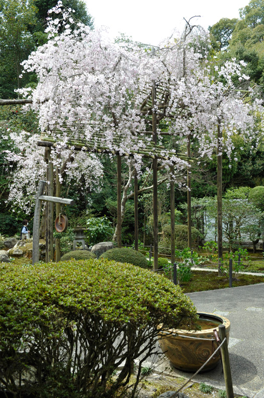 表庭の枝垂桜(2023年4月撮影）