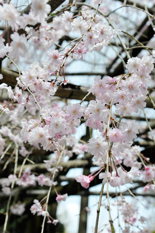 表庭の枝垂桜(2023年4月撮影）