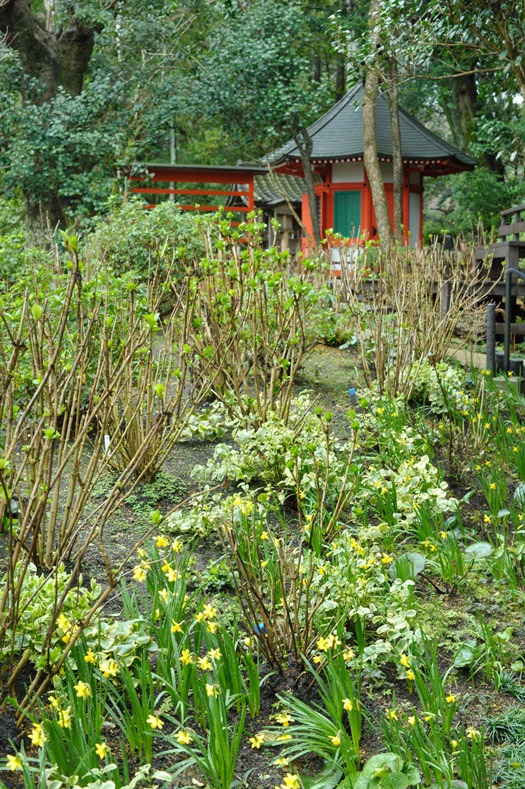 愛染堂の横の紫陽花の丘