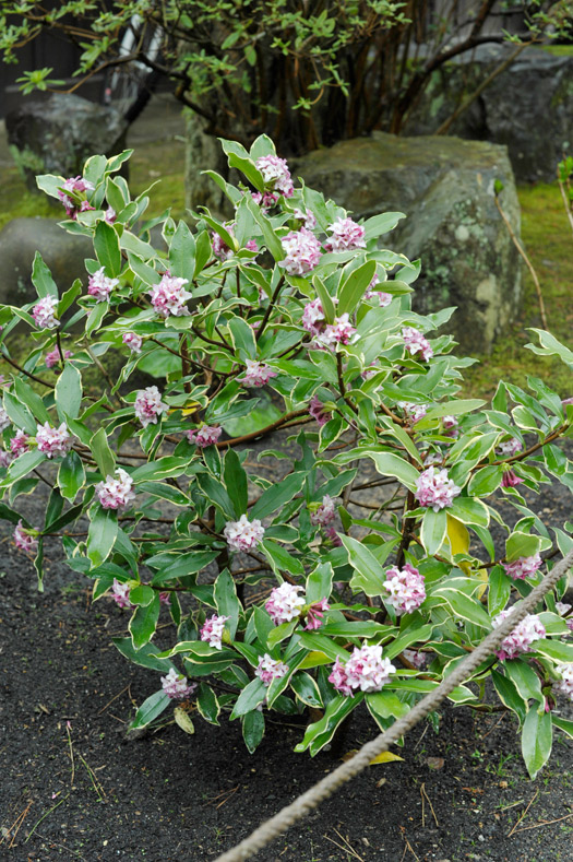 前庭で咲く香りの良い沈丁花の花