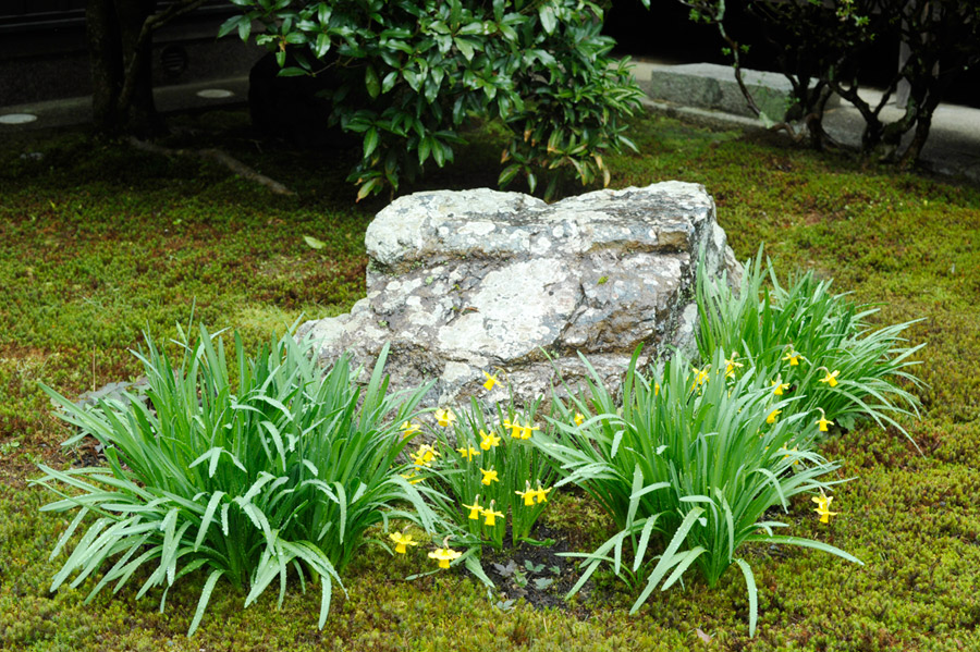 大方丈の前の庭で咲く水仙