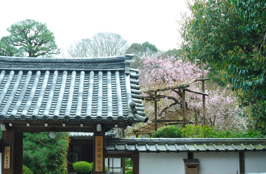 表門では枝垂れ桜がお出迎え