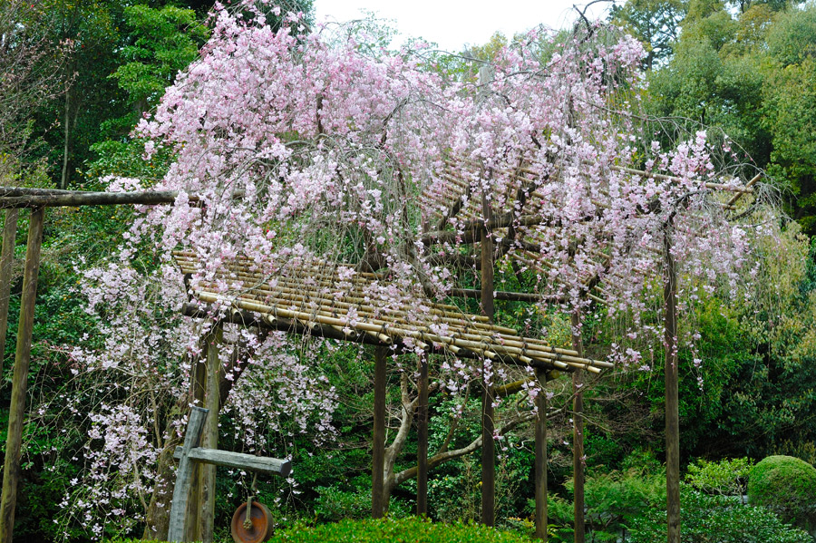 満開の表庭の枝垂れ桜