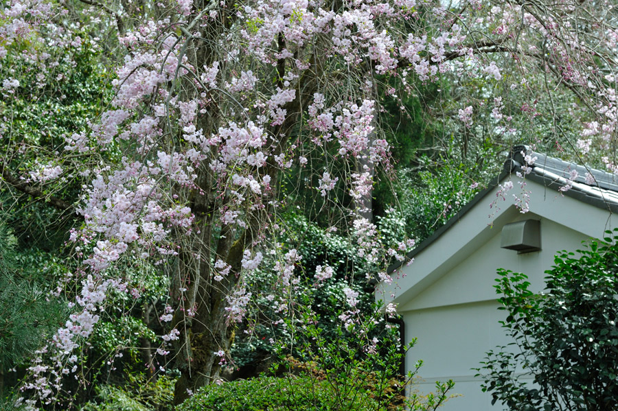 丸窓奥の枝垂れ桜も今年は一段と華やかに