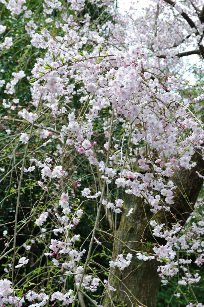 丸窓奥の枝垂れ桜の枝