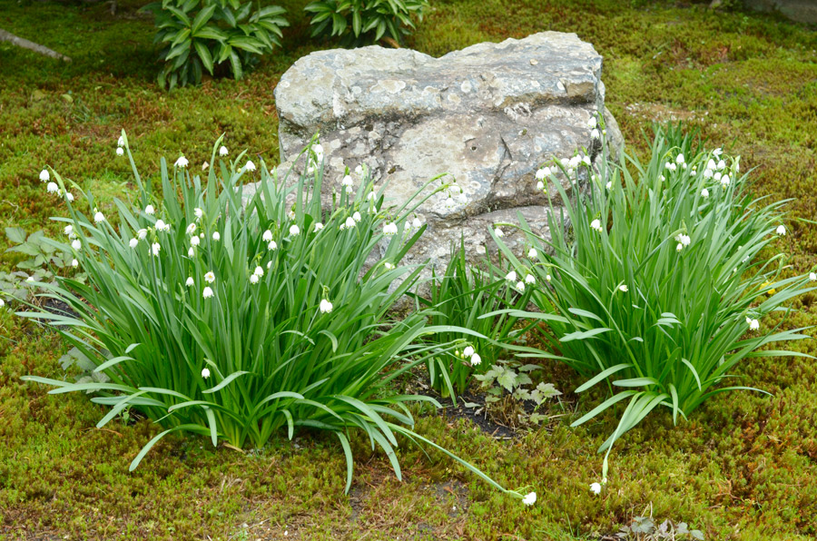 スノーフレークの咲く大方丈前の庭