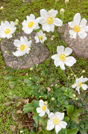 白の秋明菊