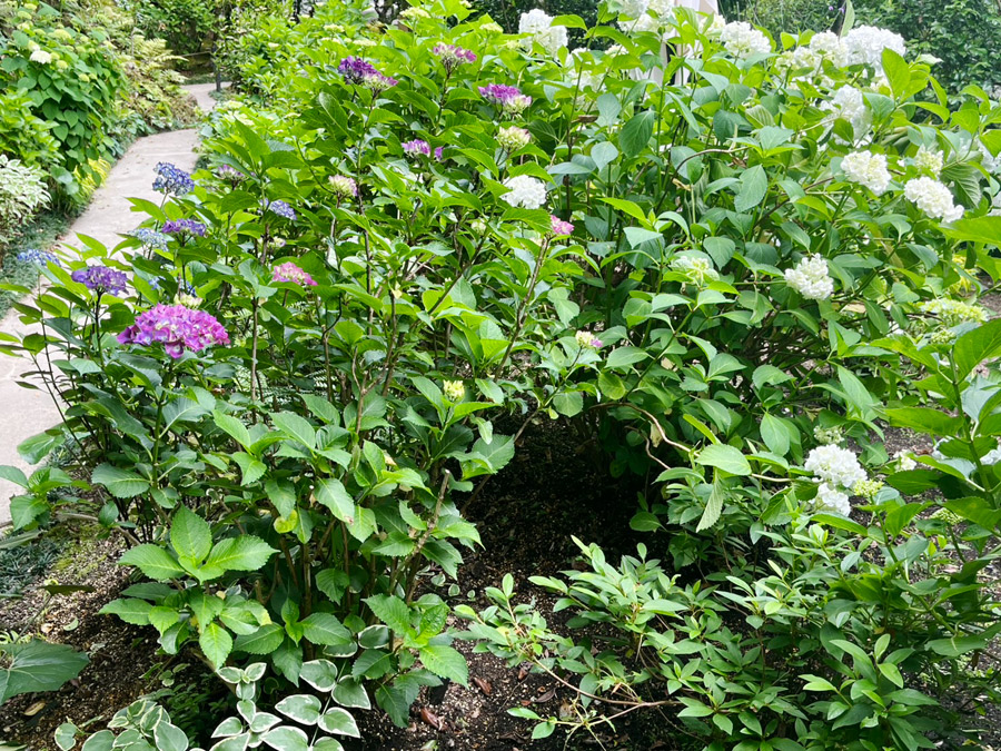 紫陽花の丘-2025年6月8日撮影
