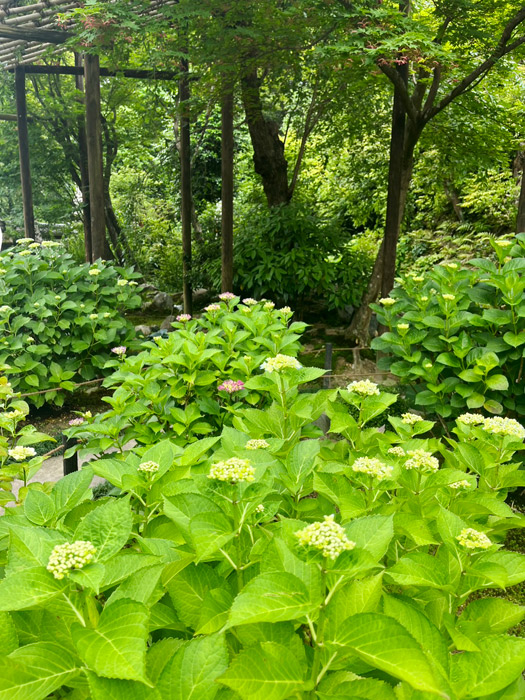 前庭の紫陽花
