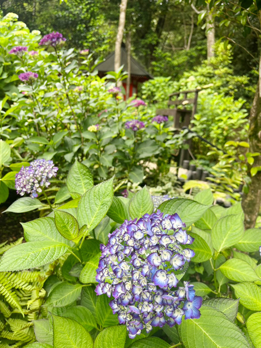 紫陽花の丘