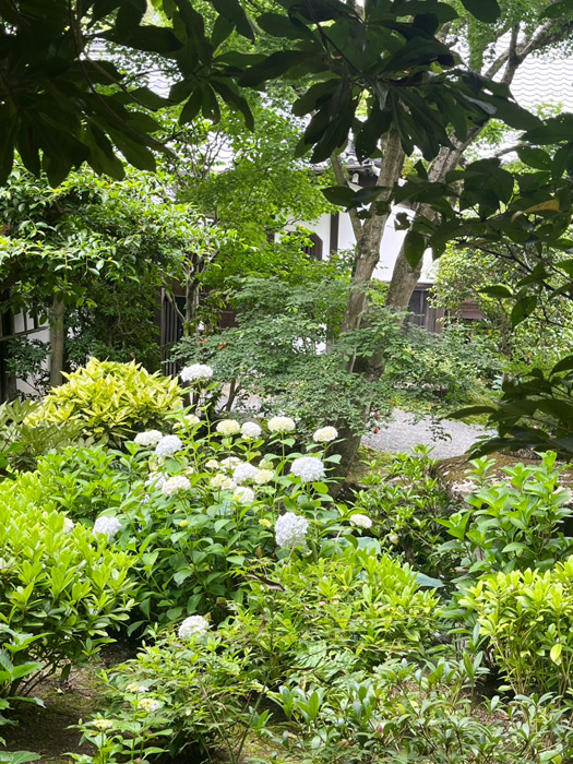 紫陽花の丘