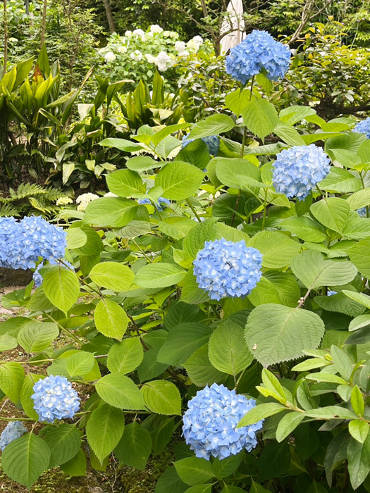 紫陽花の丘