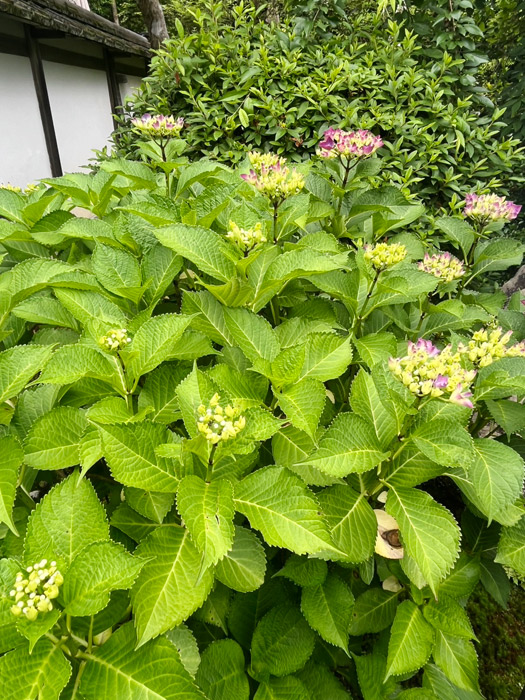 前庭の紫陽花