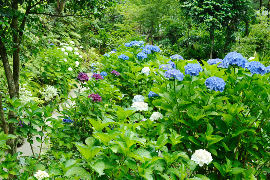 昨年の紫陽花の丘