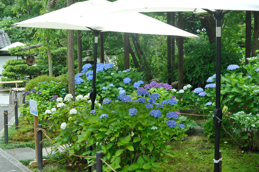 表庭の紫陽花が満開に