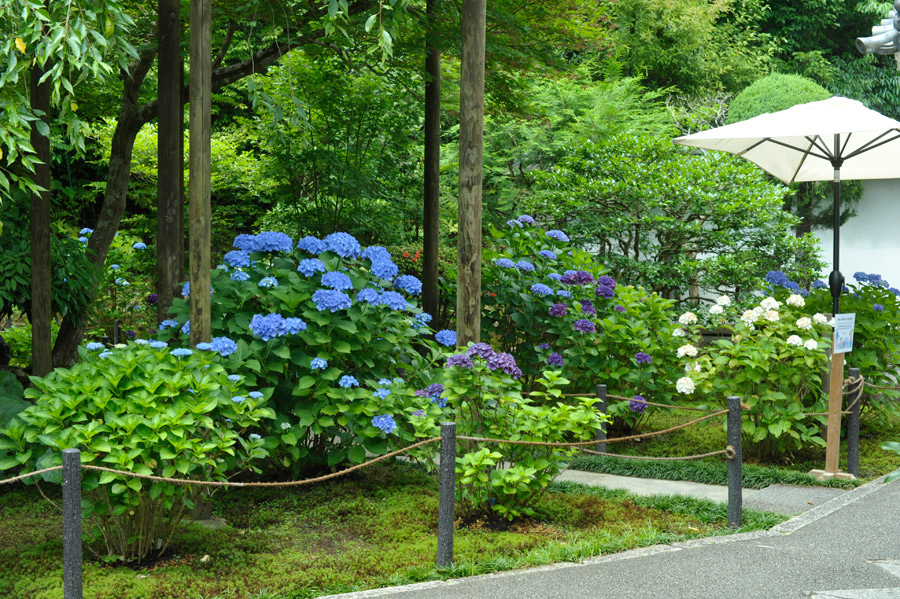 表庭の紫陽花