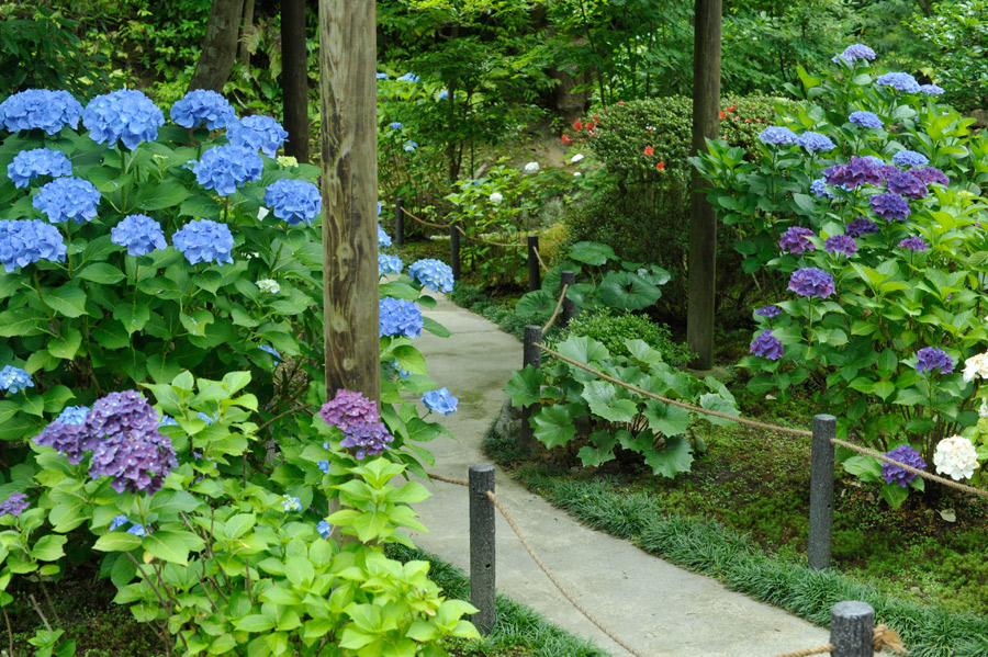 遊歩道沿いの表庭の紫陽花