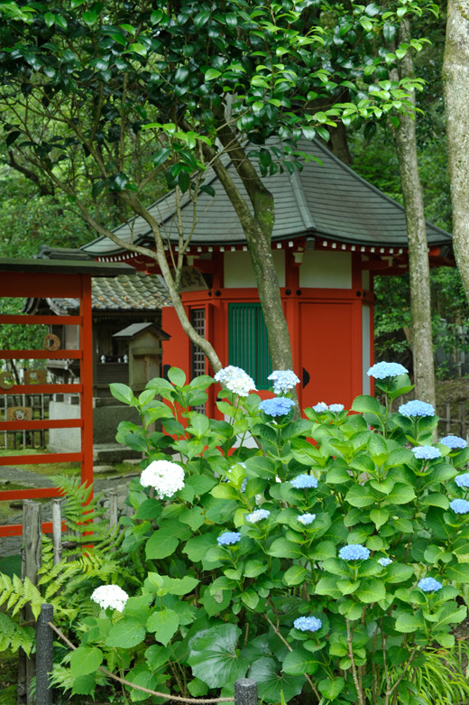 愛染堂も紫陽花に包まれて