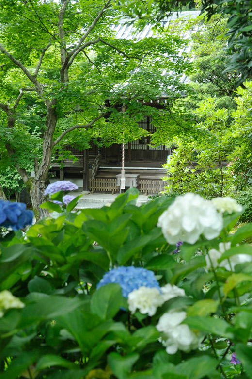 紫陽花の丘から本堂を望む