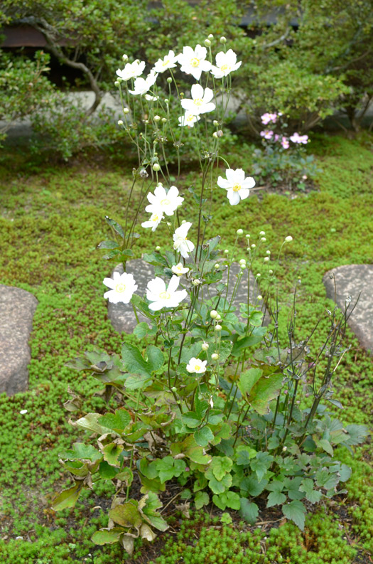 大方丈の前に咲く白のシュウメイギク
