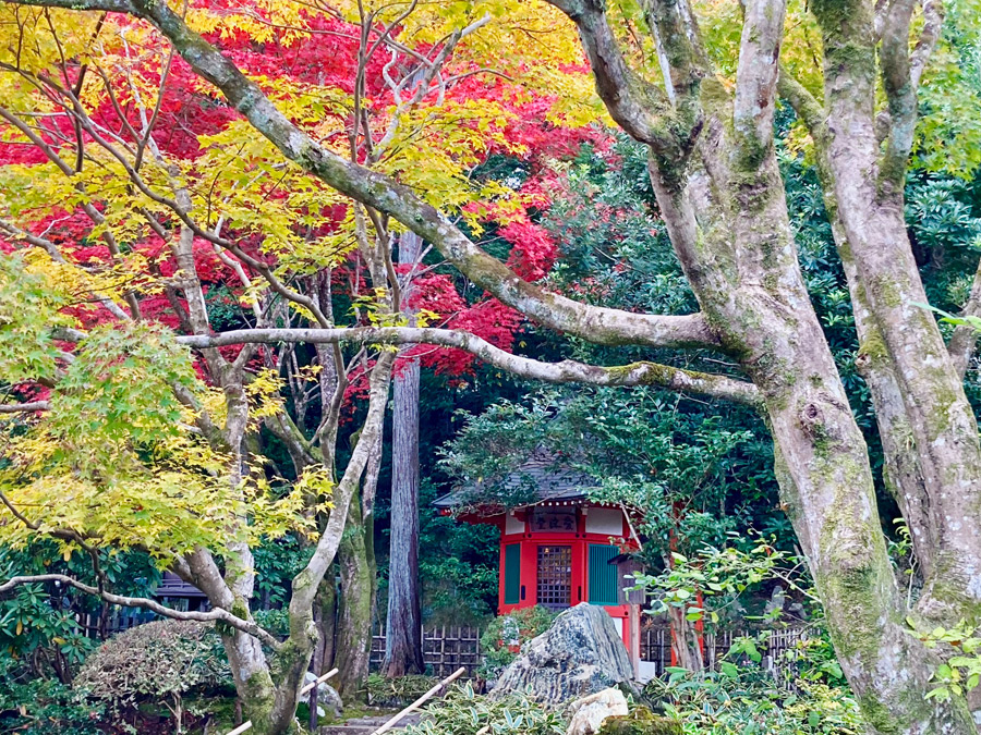 愛染堂を包む紅葉
