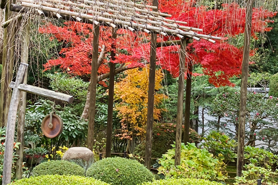 表庭の紅葉