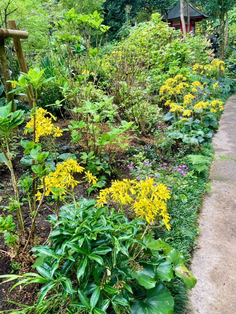 紫陽花の丘の遊歩道のツワブキとノコンギクの花