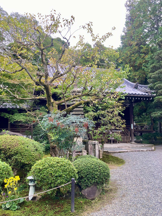 ナンテンの赤い実とツワブキの黄花が彩る本堂
