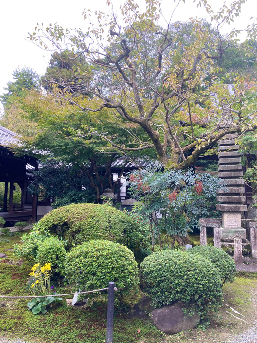 ナンテンの赤い実とツワブキの黄花が彩る本堂