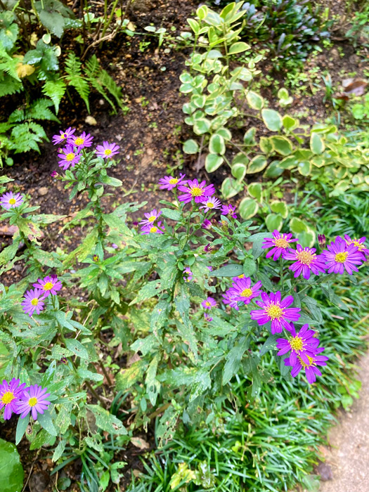 ノコンギクの花
