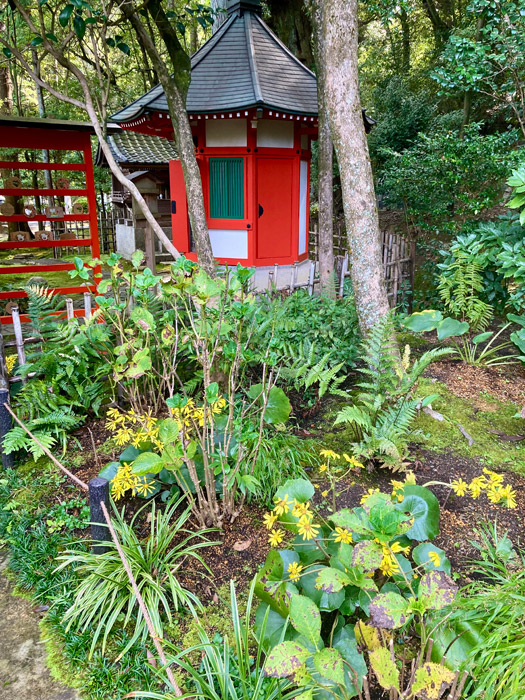 愛染堂を彩るツワブキの花