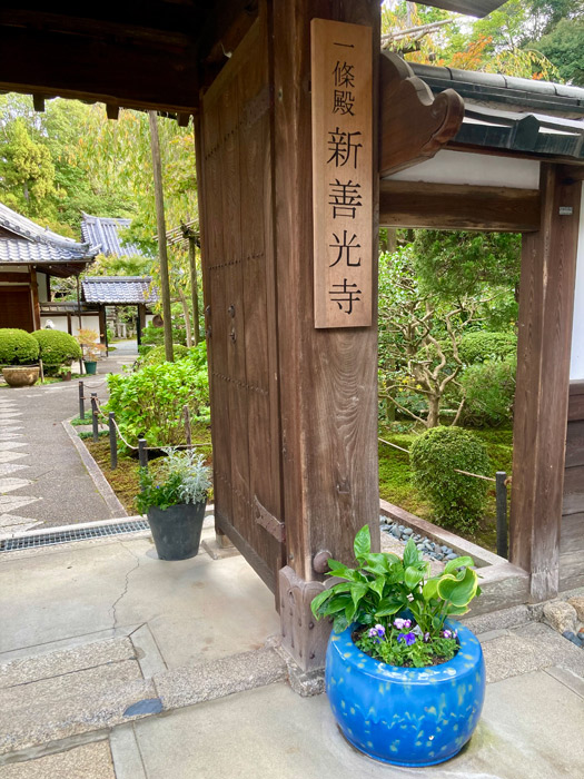 門前の青い火鉢の寄せ植え