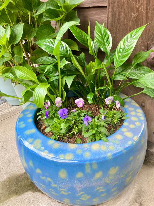 門前の青い火鉢の寄せ植え