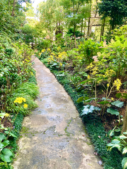 ツワブキの花の咲く遊歩道の全景