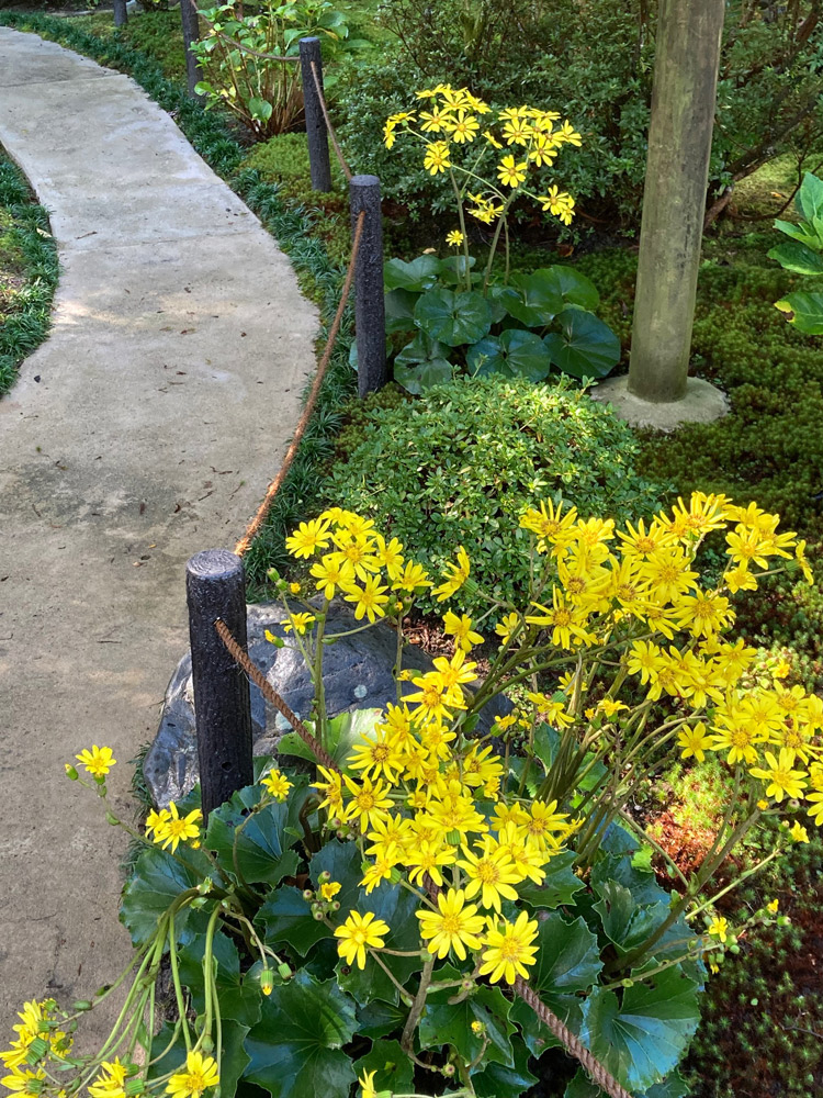 前庭のツワブキの花