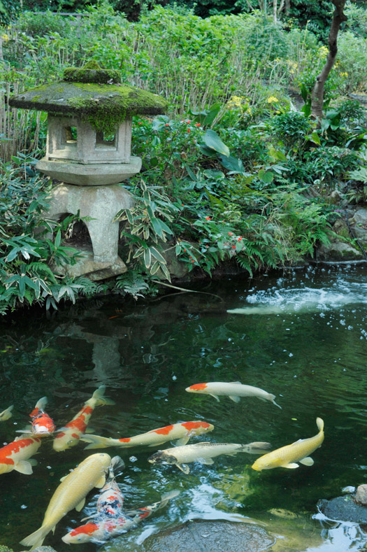 寺庭の鯉の池